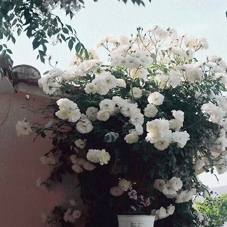 The Garden's 3* Vlikhón