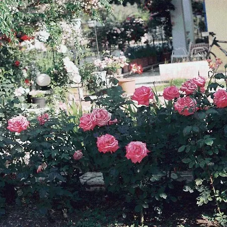 The Garden's Studios